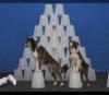 Dressage de chien pour publicité-cinéma par dressemonchien.com. avec  chien malinois